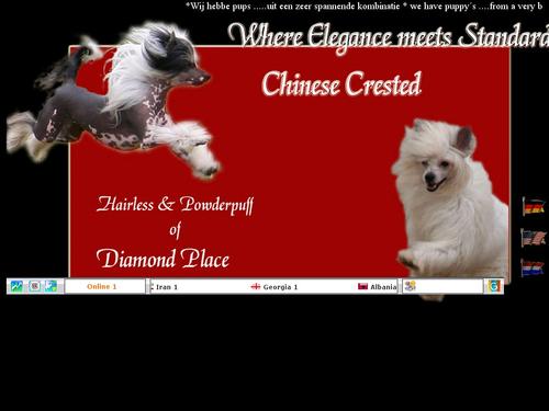 Chinese cresteds Diamond place