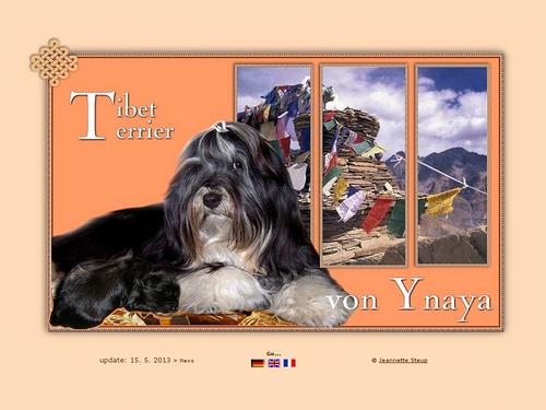 Ynaya Tibet Terrier