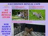 Bengalkatzen: liebhaber - zucht und show bengal ...