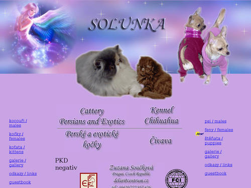 Solunka - chihuahuas kennel, persians cattery from Czech Republic.