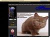British shorthair cats - cattery muezzi - poland