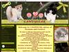 Candystar cattery