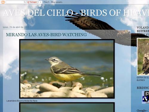 BIRDS OF HEAVEN-AVES DEL CIELO