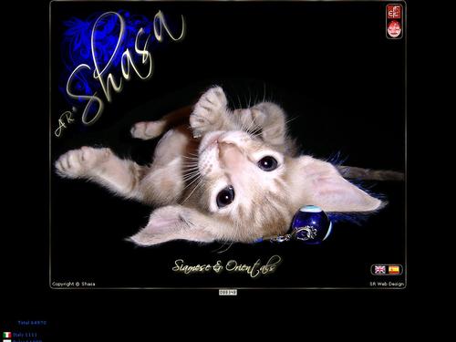 Gatos Siameses y Orientales | Shasa