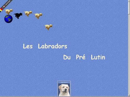 Les Labradors du Pré Lutin