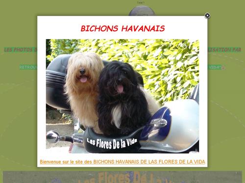 ELEVAGE FAMILIAL DE BICHONS HAVANAIS