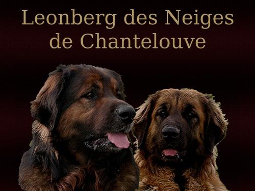 Leonberger des Neiges de Chantelouve