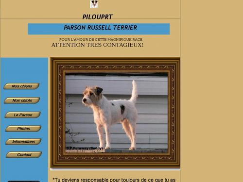 Pilouprt Parson Russell Terrier