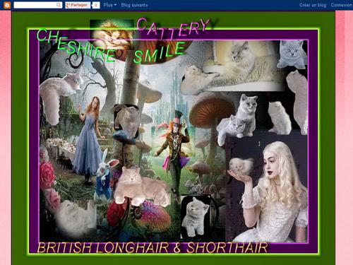 Cattery British longhair&shorthair