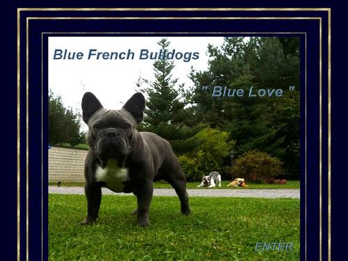 www.bluefrenchbulldogs.de**