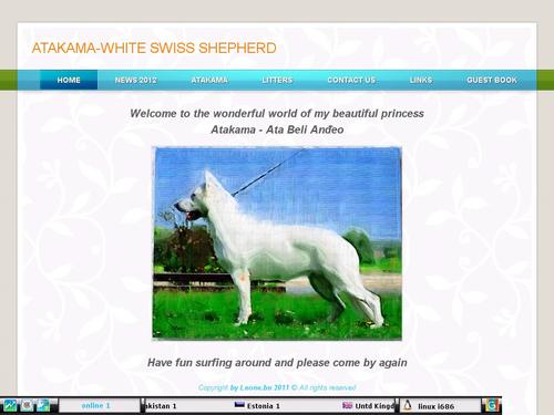 Atakama, white swiss shepherd