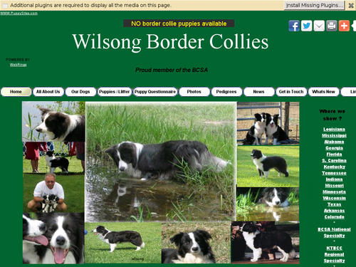 Wilsong Border Collies