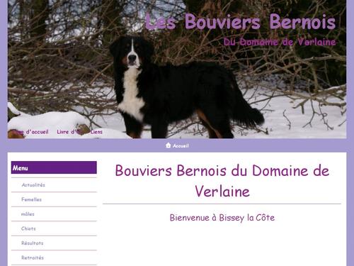 Bouviers Bernois du Domaine de Verlaine
