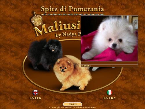 Maliusinky's Spitz di Pomerania